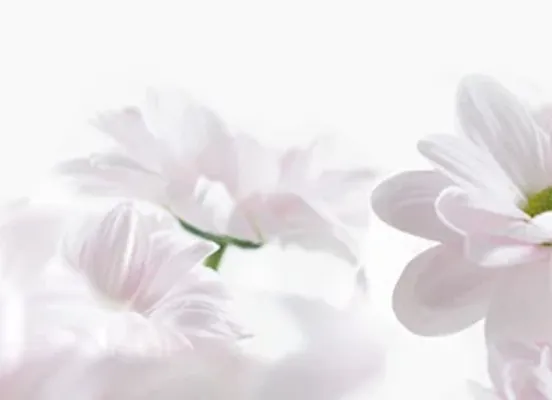 Décor fleurs